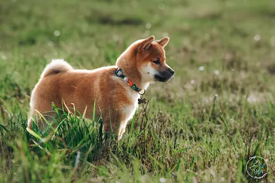 DogsMoments - Szkolenie Psów - Trener Psów - Behawiorysta - Psi Fotograf - Poznań i Swarzędz